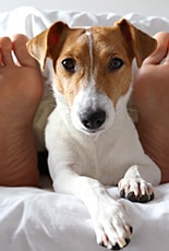Perro en la habitación del hotel