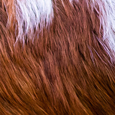 Reservar hoteles con perros